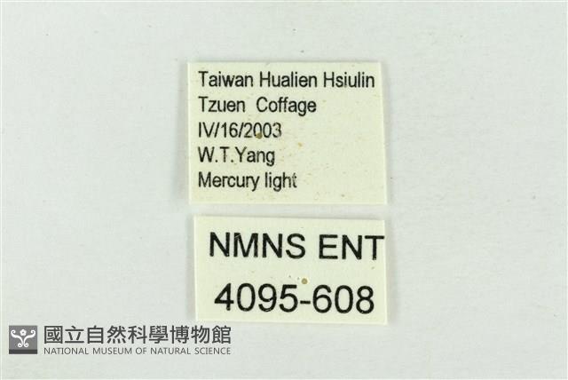 印華波紋蛾藏品圖，第3張