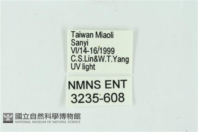 三條橙燈蛾藏品圖，第3張