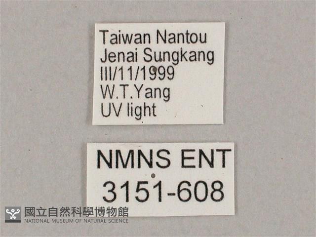 井上氏絨毛天蛾藏品圖，第3張