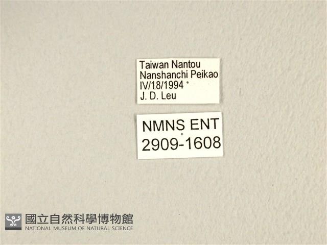 寬帶青鳳蝶藏品圖，第3張