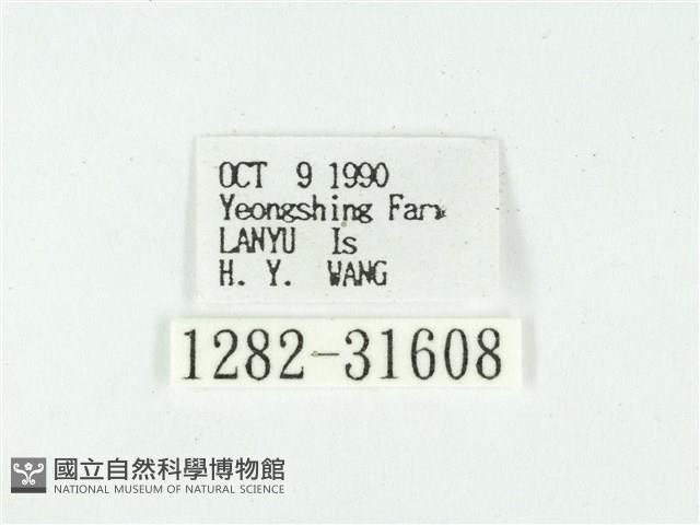 叉紋閃舞蛾藏品圖，第3張