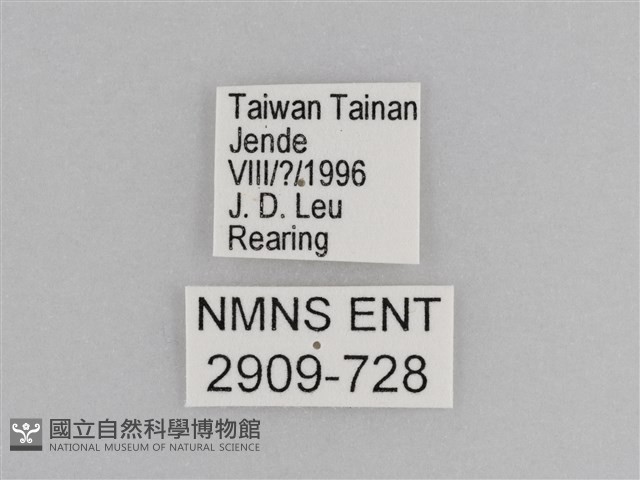 樺斑蝶藏品圖，第3張