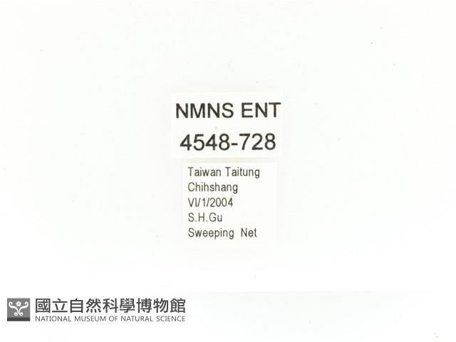 金艷騷金龜藏品圖，第2張