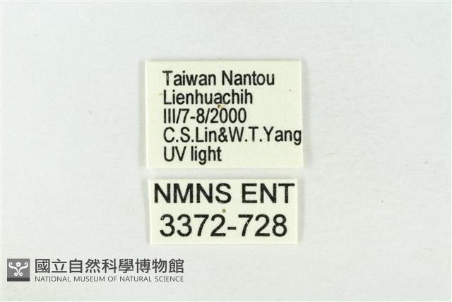素木綠刺蛾藏品圖，第3張