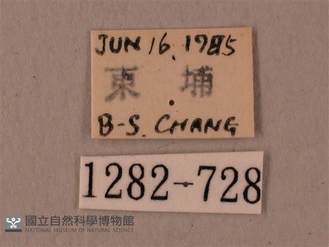 楓天蛾藏品圖，第3張