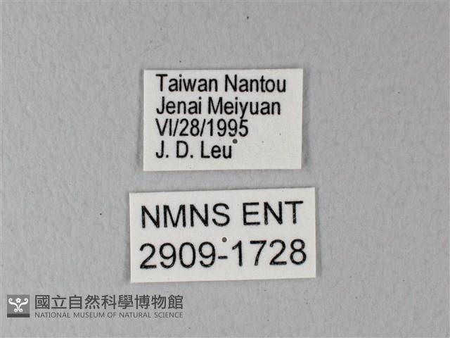 異粉蝶、雌白黃蝶藏品圖，第3張