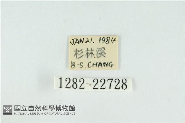 黑平波紋蛾藏品圖，第3張