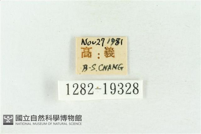 印華波紋蛾藏品圖，第3張