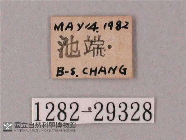 臺灣白肩天蛾藏品圖，第3張