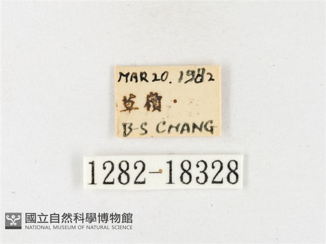 島嶼黃蝶、江崎黃蝶藏品圖，第3張