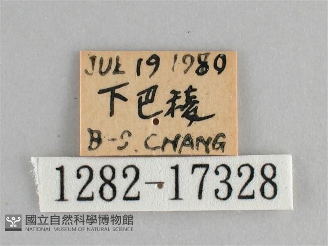 青眼蛺蝶、孔雀青蛺蝶藏品圖，第3張