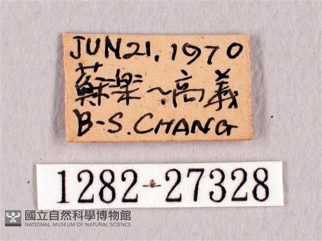 臺灣洒灰蝶藏品圖，第3張