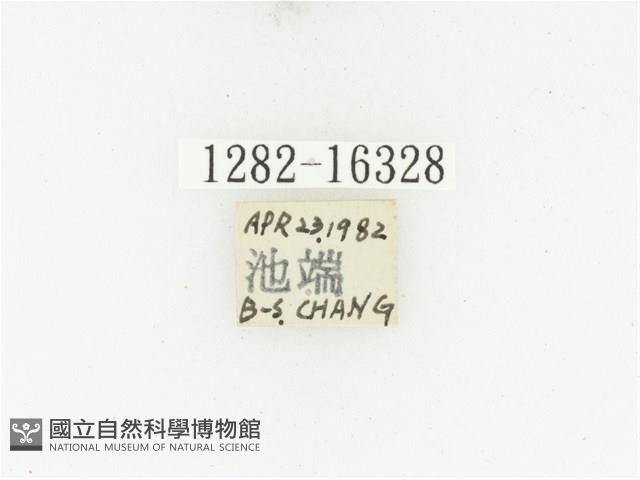 黑斑陷紋金龜藏品圖，第2張