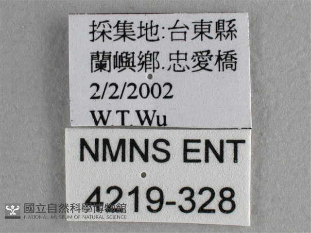 尖翅尖粉蝶藏品圖，第3張