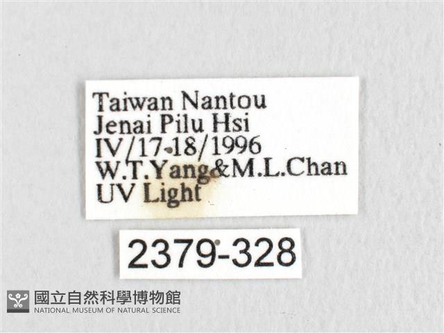 銀肩枯葉蛾藏品圖，第3張