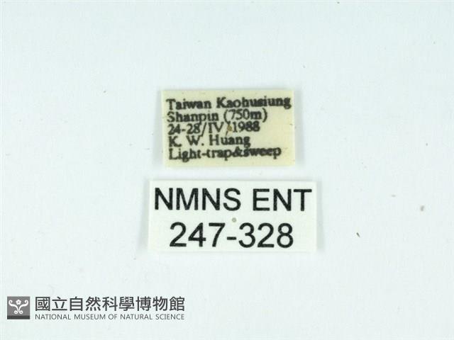 長腳大織蛾藏品圖，第3張