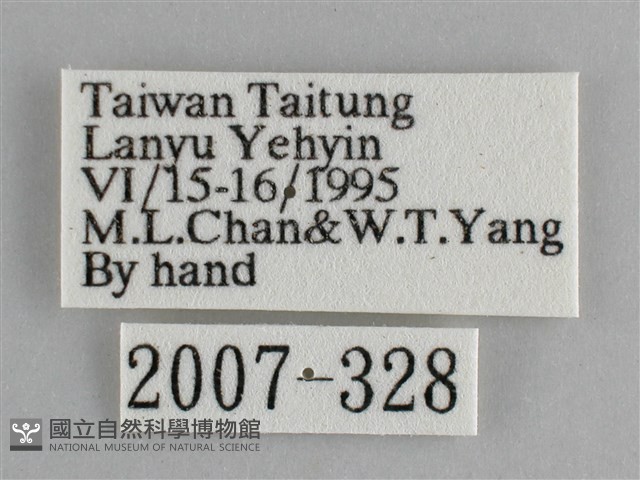 眼蛺蝶、孔雀蛺蝶藏品圖，第3張