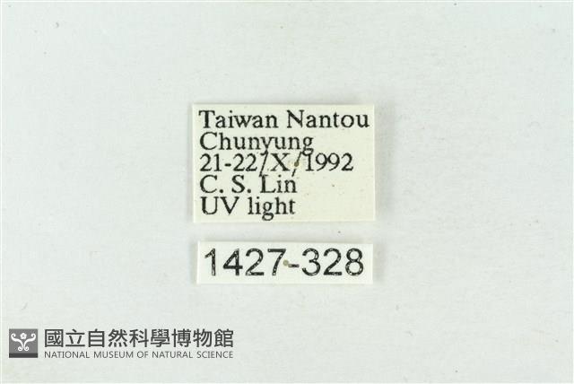 大斑波紋蛾藏品圖，第3張