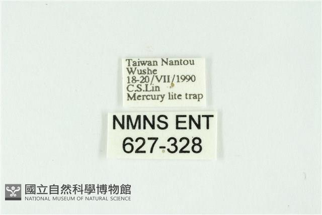 白斑散紋夜蛾藏品圖，第3張