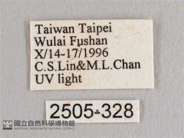 接骨木帶鉤蛾藏品圖，第3張