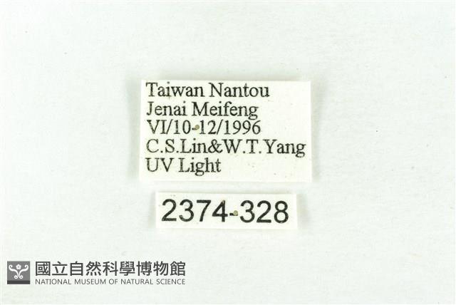 樹形尺蛾藏品圖，第3張