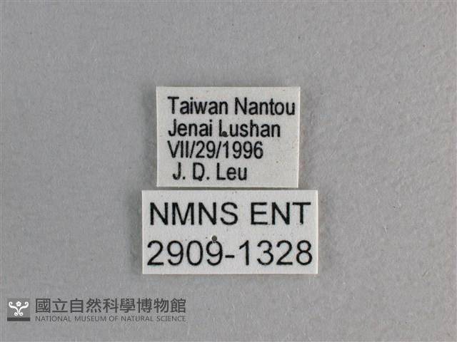 玉帶弄蝶藏品圖，第3張