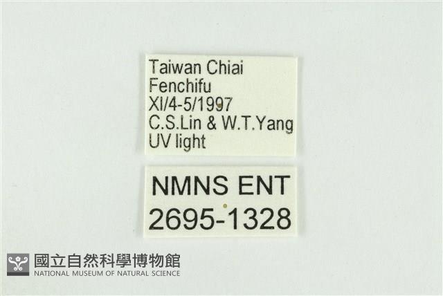 寬紋黃毒蛾藏品圖，第3張