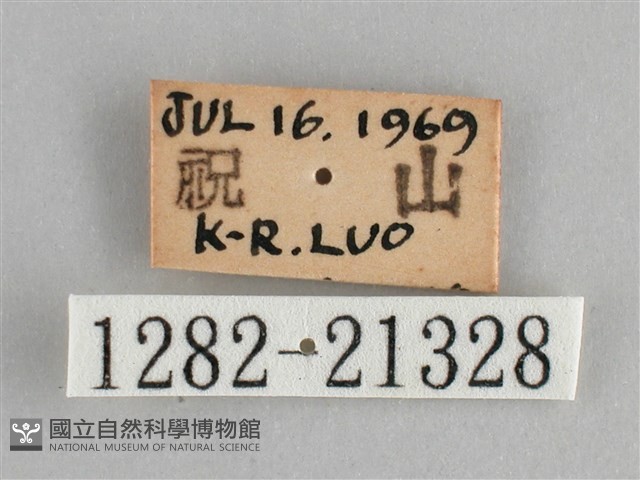 大幽眼蝶藏品圖，第3張