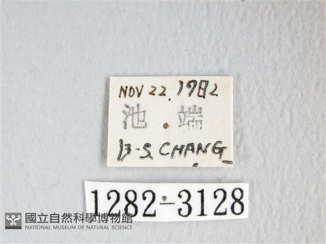 彌新冥枯葉蛾藏品圖，第3張