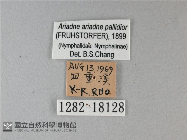 樺蛺蝶藏品圖，第3張