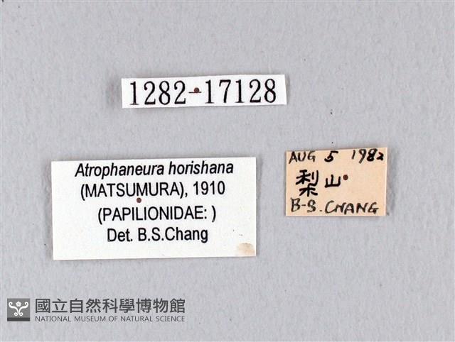 曙鳳蝶藏品圖，第3張