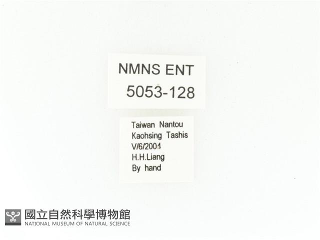 臺灣角金龜藏品圖，第2張