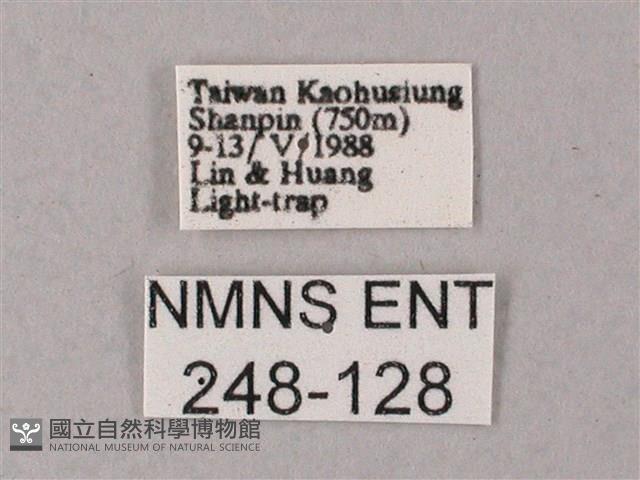 雙斑白肩天蛾藏品圖，第3張