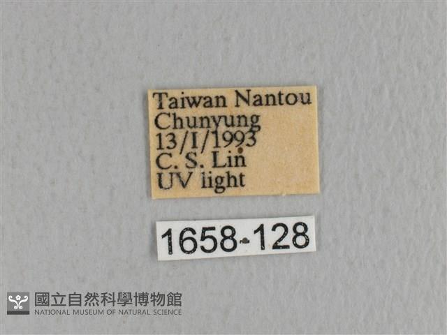 川邊氏枯葉蛾藏品圖，第3張