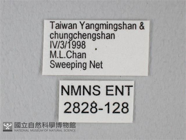 緣點白粉蝶藏品圖，第3張