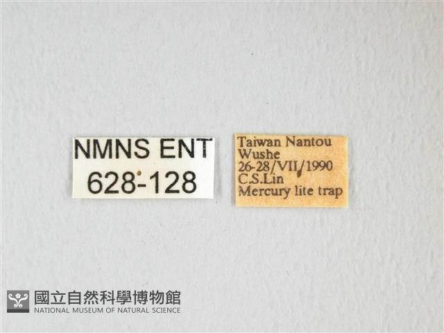 紅目天蠶蛾藏品圖，第3張