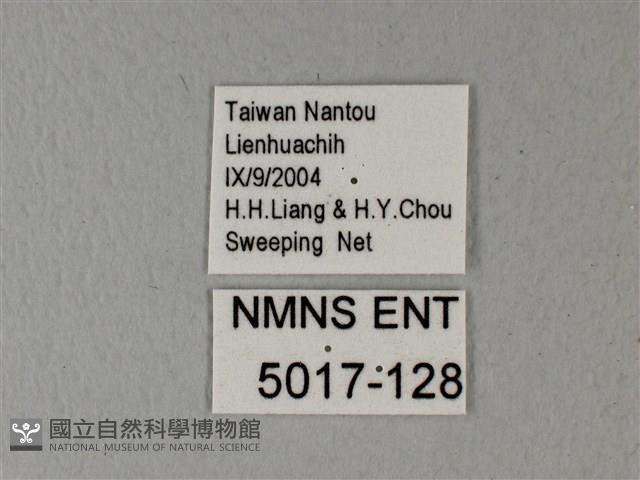 異粉蝶、雌白黃蝶藏品圖，第3張