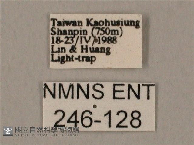 裂斑鷹翅天蛾藏品圖，第3張