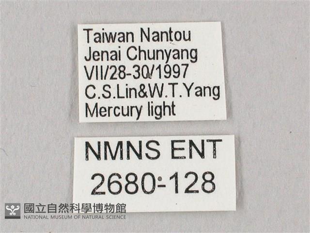 栗六點天蛾藏品圖，第3張