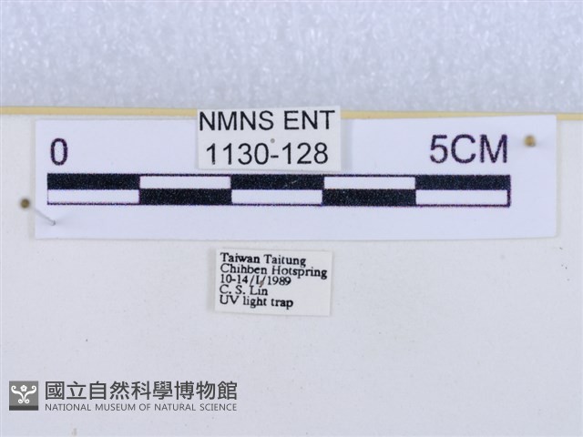 閃光苔蛾藏品圖，第3張
