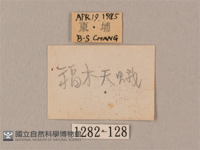 臀角斑天蛾藏品圖，第3張