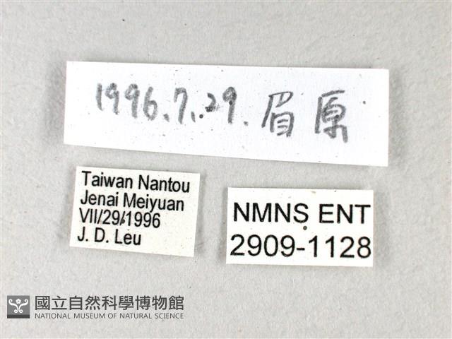 禾弄蝶藏品圖，第3張