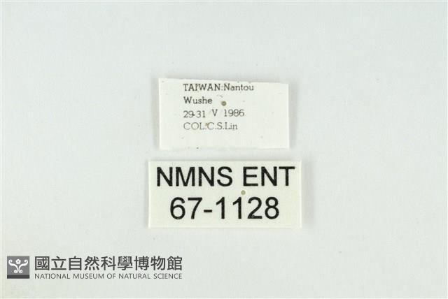 黑翅黃毒蛾藏品圖，第3張