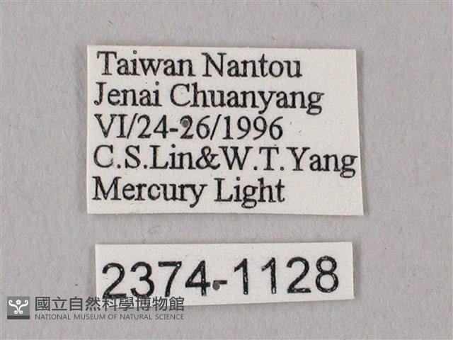 栗六點天蛾藏品圖，第3張