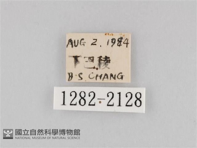 長斑擬燈蛾藏品圖，第3張