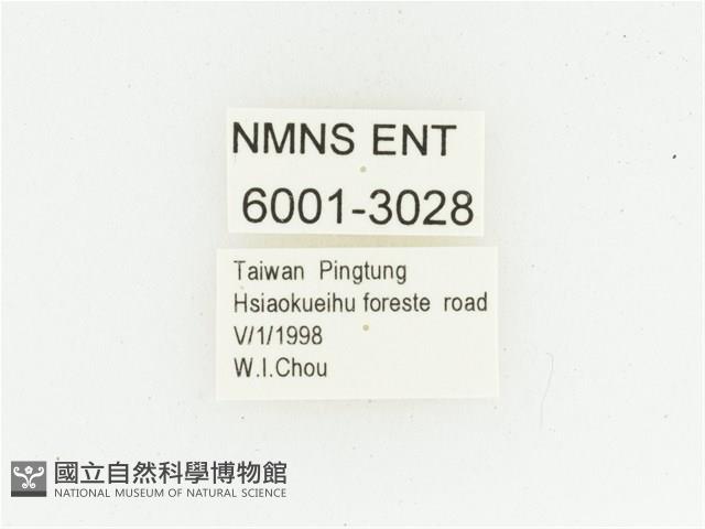 巴蘭陷紋金龜藏品圖，第2張