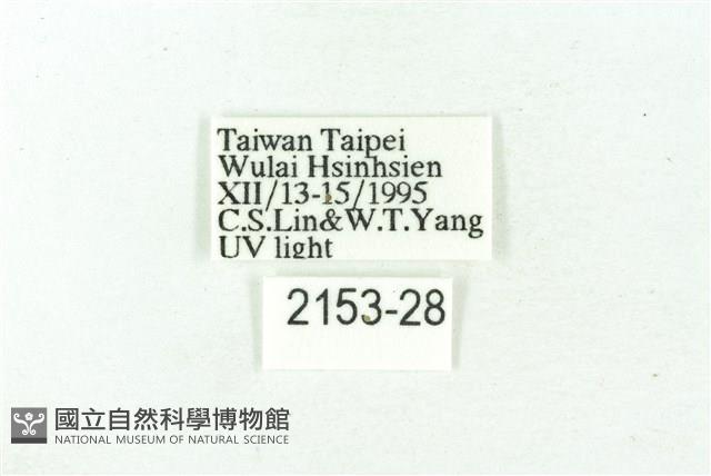 臺雪苔蛾藏品圖，第3張