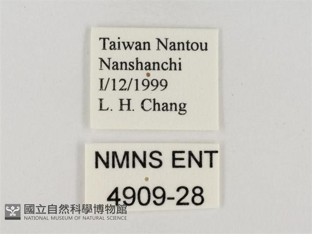 淡褐脈粉蝶藏品圖，第3張