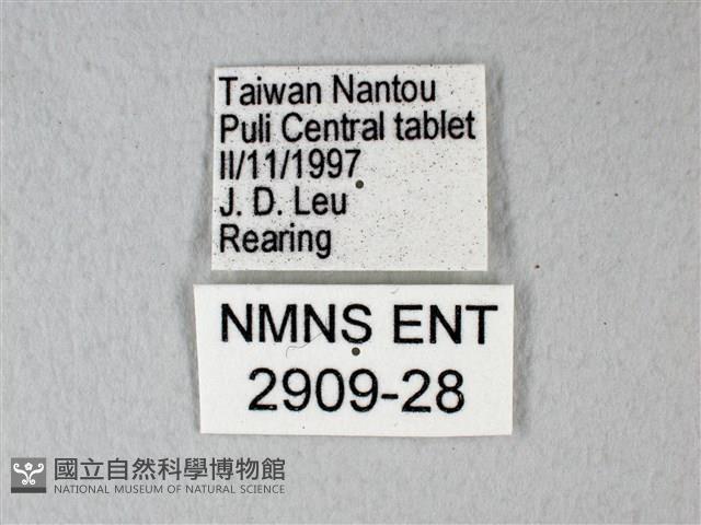 緣點白粉蝶藏品圖，第3張