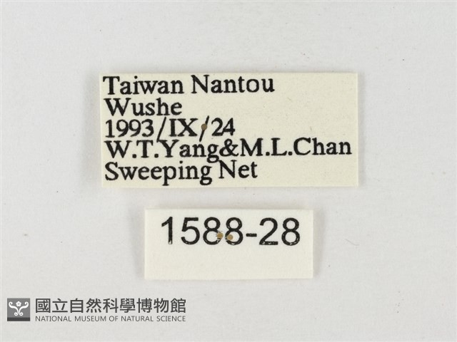 星黃蝶藏品圖，第3張